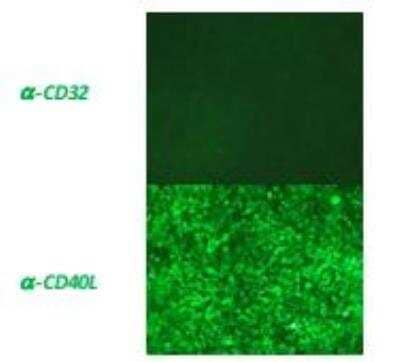 Immunofluorescence: CD40 Ligand/TNFSF5 [DDX-S2]