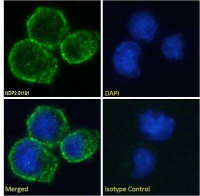 Immunocytochemistry/ Immunofluorescence: CD40/TNFRSF5 Antibody (A54 scFv) - Chimeric - Azide and BSA Free [NBP2-81101]