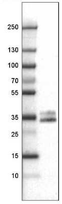 Western Blot: CD40/TNFRSF5 Antibody (CL1673) [NBP2-34488]