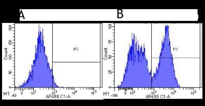 Flow Cytometry: CD40/TNFRSF5 Antibody (G28.5) - Chimeric - Azide and BSA Free [NBP2-52648]