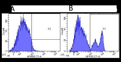 Flow Cytometry: CD40/TNFRSF5 Antibody (G28.5) - Chimeric - Azide and BSA Free [NBP2-52648]