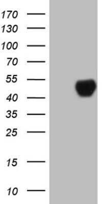 Western Blot: CD40/TNFRSF5 Antibody (OTI8B8)Azide and BSA Free [NBP2-70378]