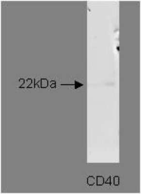 Western Blot: CD40/TNFRSF5 Antibody (T8P2G4*A6)BSA Free [NBP2-50284]