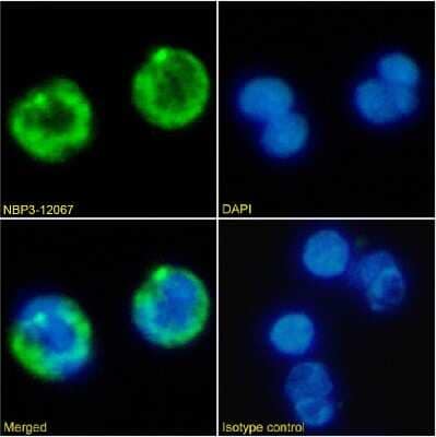 Immunocytochemistry/ Immunofluorescence: CD41/CD61 Antibody (BAG 75E5) - Chimeric - Azide and BSA Free [NBP3-12067]