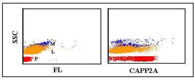 Flow Cytometry: CD41/CD61 Antibody (CAPP2A) [NBP2-60899]