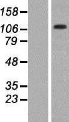 Western Blot: Integrin alpha 2b/CD41 Overexpression Lysate [NBP2-10669]