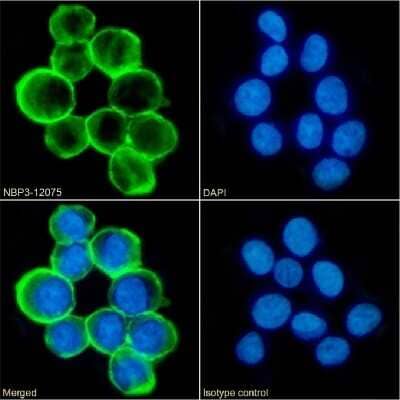 Immunocytochemistry/ Immunofluorescence: CD43/Sialophorin Antibody (84-3C1) - Chimeric - Azide and BSA Free [NBP3-12075]