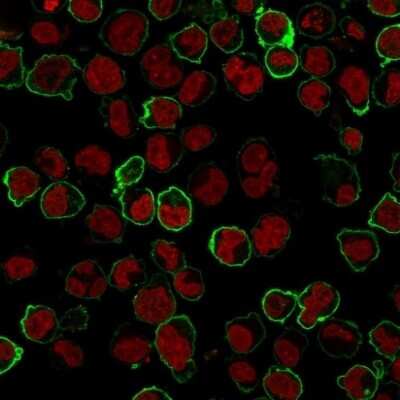 Immunocytochemistry/ Immunofluorescence: CD43/Sialophorin Antibody (Bra7G) [NBP2-44650]