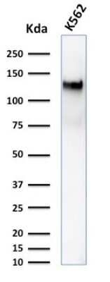 Western Blot: CD43/Sialophorin Antibody (DF-T1)Azide and BSA Free [NBP2-33140]