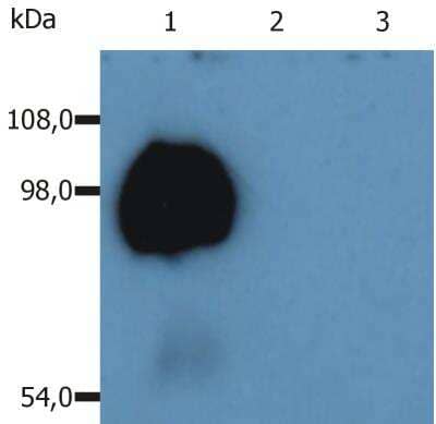 Western Blot: CD43/Sialophorin Antibody (MEM-59)Low Endotoxin [NBP2-62227]