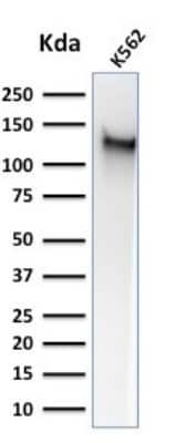 Western Blot: CD43/Sialophorin Antibody (SPM503)Azide and BSA Free [NBP2-34775]