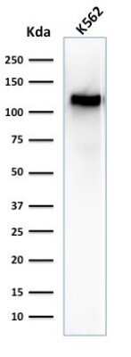 Western Blot: CD43/Sialophorin Antibody (SPN/1094)Azide and BSA Free [NBP2-47880]