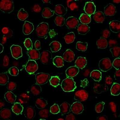 Immunocytochemistry/ Immunofluorescence: CD43/Sialophorin Antibody (SPN/2049R) - Azide and BSA Free [NBP3-08244]