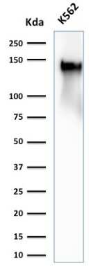 Western Blot: CD43/Sialophorin Antibody (SPN/2049R)Azide and BSA Free [NBP3-08244]