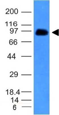 Western Blot: CD43/Sialophorin Antibody (SPN/839)Azide and BSA Free [NBP2-47879]