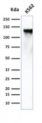 Western Blot: CD43/Sialophorin Antibody (SPN/839)Azide and BSA Free [NBP2-47879]