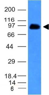 Western Blot: CD43/Sialophorin Antibody (SPN/839) [NBP2-44648]