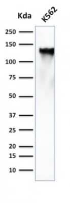 Western Blot: CD43/Sialophorin Antibody (SPN/839) [NBP2-44648]