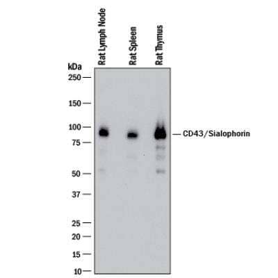 Western Blot: CD43/Sialophorin Antibody (W3/13)BSA Free [NB100-64992]