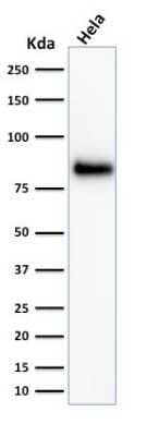 Western Blot: CD44 Antibody (156-3C11)Azide and BSA Free [NBP2-34520]