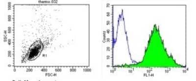 Flow Cytometry: CD44 Antibody (1M7.8.1) - Azide and BSA Free [NBP2-22436]