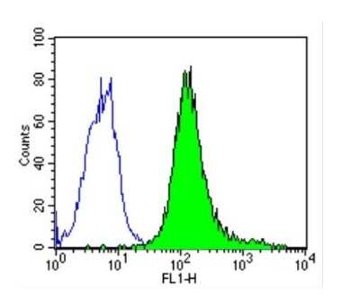 Flow Cytometry: CD44 Antibody (1M7.8.1) - Azide and BSA Free [NBP2-22436]
