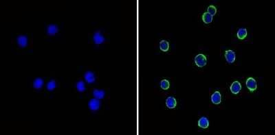 Immunocytochemistry/ Immunofluorescence: CD44 Antibody (1M7.8.1) - Azide and BSA Free [NBP2-22436]