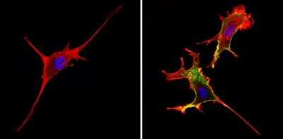 Immunocytochemistry/ Immunofluorescence: CD44 Antibody (1M7.8.1) - Azide and BSA Free [NBP2-22436]