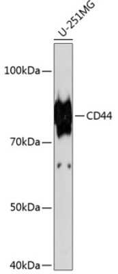 Western Blot: CD44 Antibody (9W6E7) [NBP3-15617]