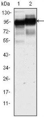 Western Blot: CD44 Antibody (8E2F3)Azide and BSA Free [NBP2-80650]