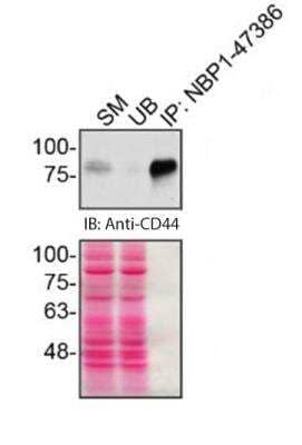 Immunoprecipitation: CD44 Antibody (8E2F3) - BSA Free [NBP1-47386]
