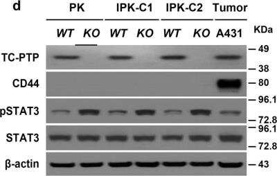 Western Blot: CD44 Antibody (8E2F3)BSA Free [NBP1-47386]