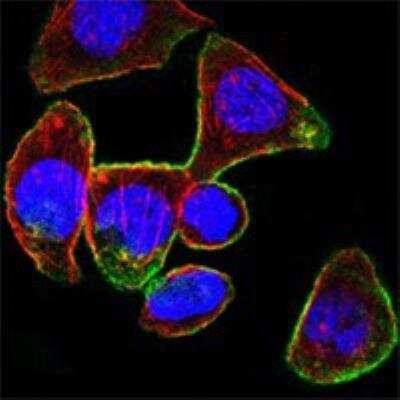 Immunocytochemistry/ Immunofluorescence: CD44 Antibody (8E2F3) - BSA Free [NBP1-47386]
