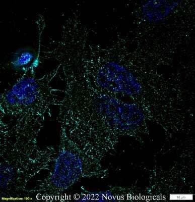 Immunocytochemistry/ Immunofluorescence: CD44 Antibody (8E2F3) - BSA Free [NBP1-47386]