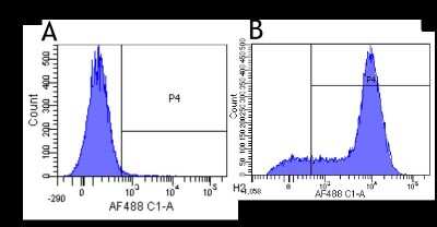 Flow Cytometry: CD44 Antibody (Hermes-1) - Chimeric - Azide and BSA Free [NBP2-81088]