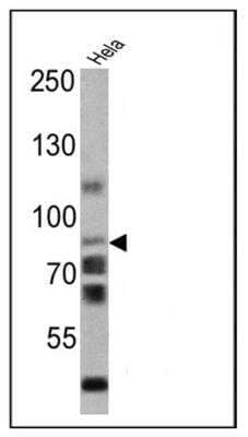 Western Blot: CD44 Antibody (Hermes-1)Azide and BSA Free [NBP2-22530]