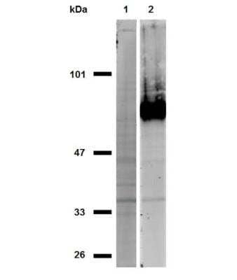 Western Blot: CD44 Antibody (IM7)BSA Free [NBP1-41266]