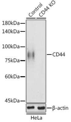 Knockout Validated: CD44 Antibody - Azide and BSA Free [NBP2-92947]