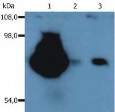 Western Blot: CD44 Antibody (MEM-263)BSA Free [NB500-481]