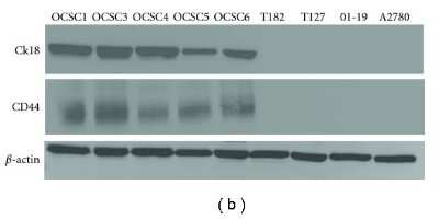 Western Blot: CD44 Antibody (MEM-263)BSA Free [NB500-481]
