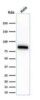 Western Blot: CD44 Antibody (SPM544)Azide and BSA Free [NBP2-34420]