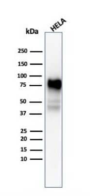 Western Blot: CD44 Antibody (SPM544)Azide and BSA Free [NBP2-34420]