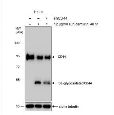Western Blot: CD44 Antibody [NBP1-31488]