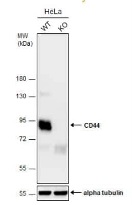 Knockout Validated: CD44 Antibody [NBP1-31488]