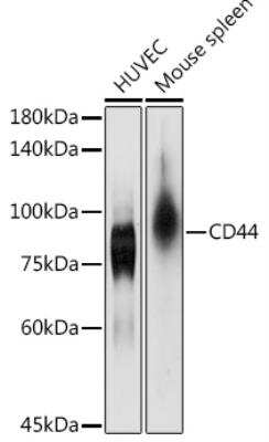 Western Blot: CD44 AntibodyAzide and BSA Free [NBP2-92947]