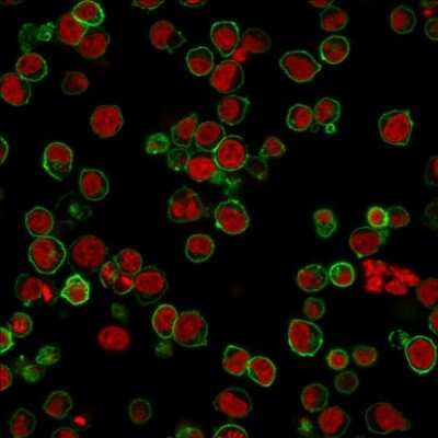 Immunocytochemistry/ Immunofluorescence: CD45 Antibody (135-4C5) [NBP2-44863]