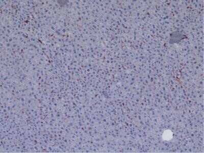 Immunohistochemistry: CD45 Antibody (30-F11) - Azide and BSA Free [NBP2-80652]