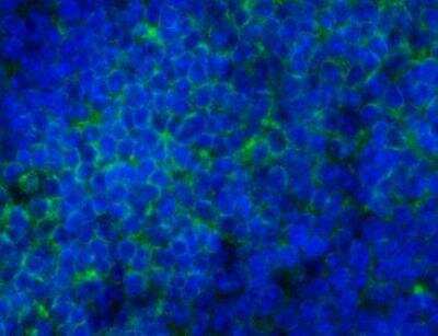 Immunohistochemistry-Frozen: CD45 Antibody (30-F11) - BSA Free [NB100-77417]