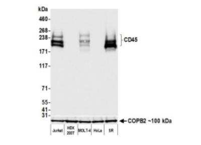 Western Blot: CD45 Antibody (BL-178-12C7) [NBP3-14668]