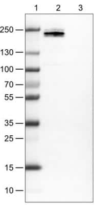 Western Blot: CD45 Antibody (CL0160) [NBP2-14783]